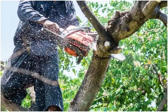 tree services Bonney Lake